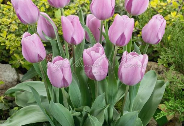 Тюльпан Синаеда Амор (Tulipa Synaeda Amor) — фото 5