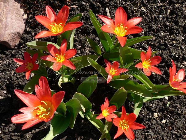 Тюльпан Скарлет Беби (Tulipa Scarlet Baby) — фото 2