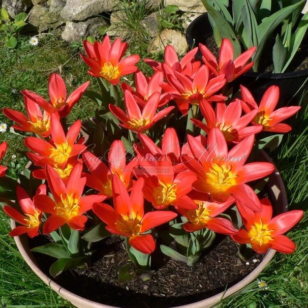 Тюльпан Скарлет Беби (Tulipa Scarlet Baby) — фото 3
