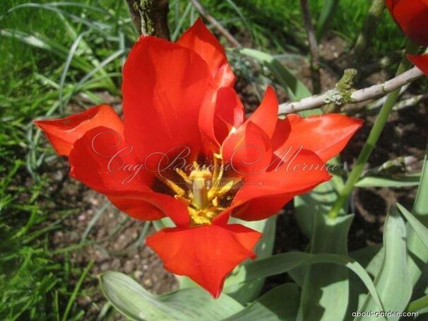 Тюльпан Скарлет Беби (Tulipa Scarlet Baby) — фото 4