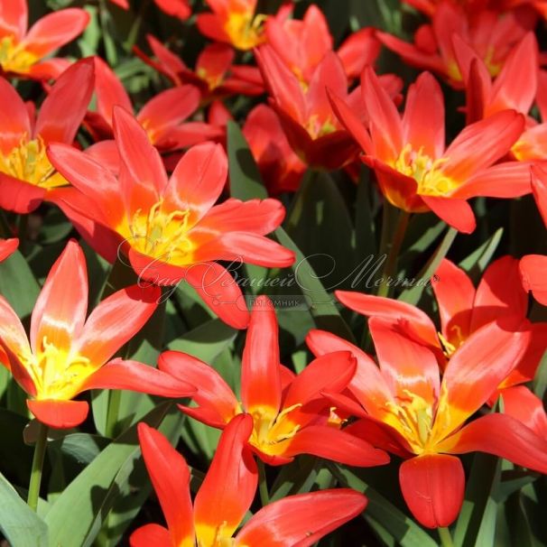 Тюльпан Скарлет Беби (Tulipa Scarlet Baby) — фото 5