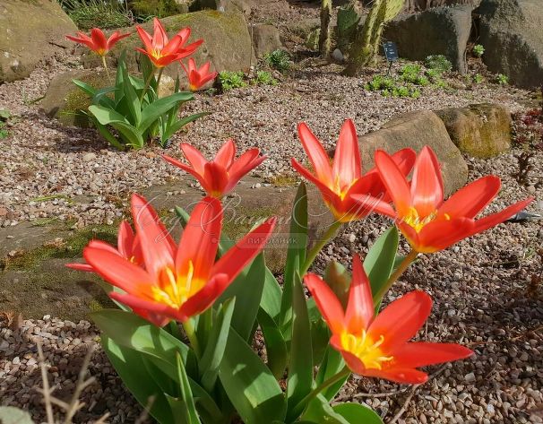 Тюльпан Скарлет Беби (Tulipa Scarlet Baby) — фото 6