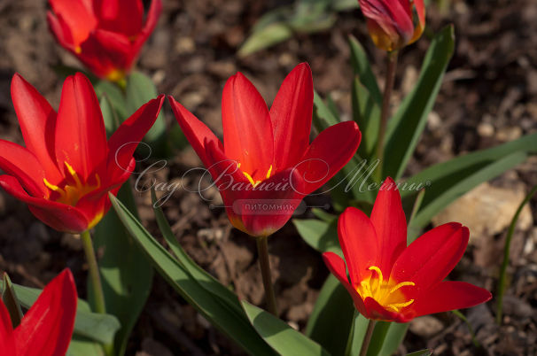 Тюльпан Скарлет Беби (Tulipa Scarlet Baby) — фото 7