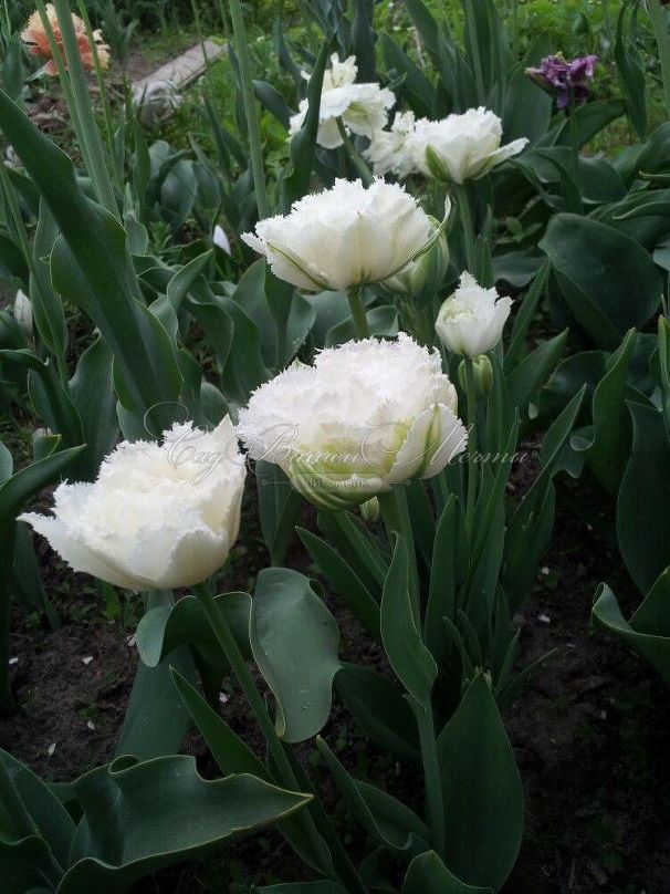 Тюльпан Сноу Кристал (Tulipa Snow Crystal) — фото 2