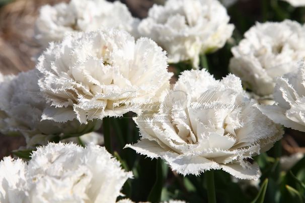 Тюльпан Сноу Кристал (Tulipa Snow Crystal) — фото 3