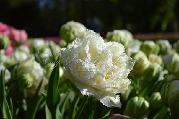 Тюльпан Сноу Кристал (Tulipa Snow Crystal) — фото 4