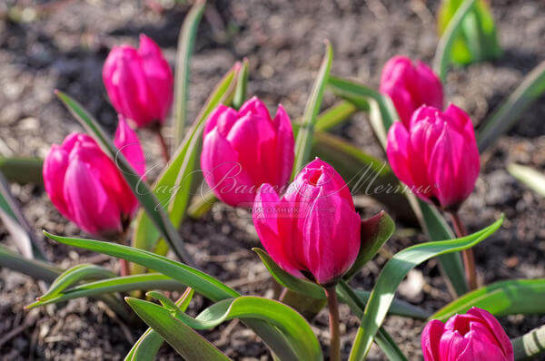 Тюльпан Солва (Tulipa Solva) — фото 3