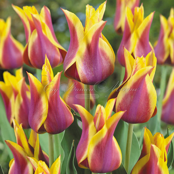 Тюльпан Соннет (Tulipa Sonnet) — фото 2