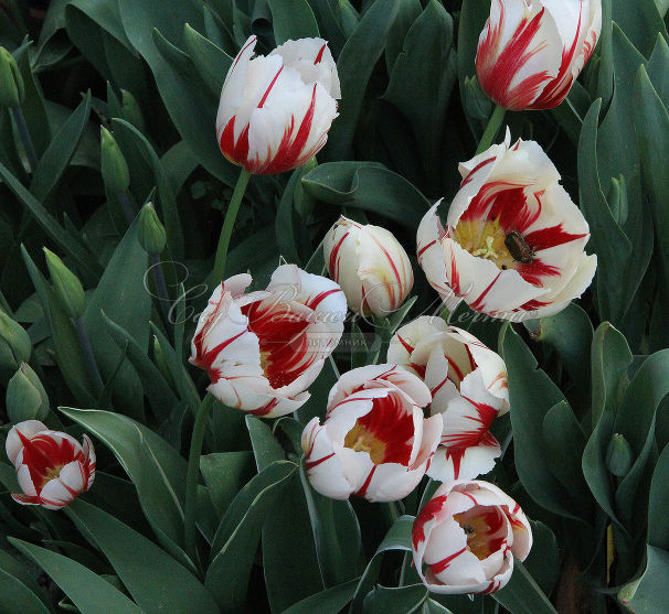 Тюльпан Сорбет (Tulipa Sorbet) — фото 2