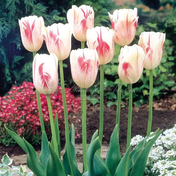 Тюльпан Сорбет (Tulipa Sorbet) — фото 4