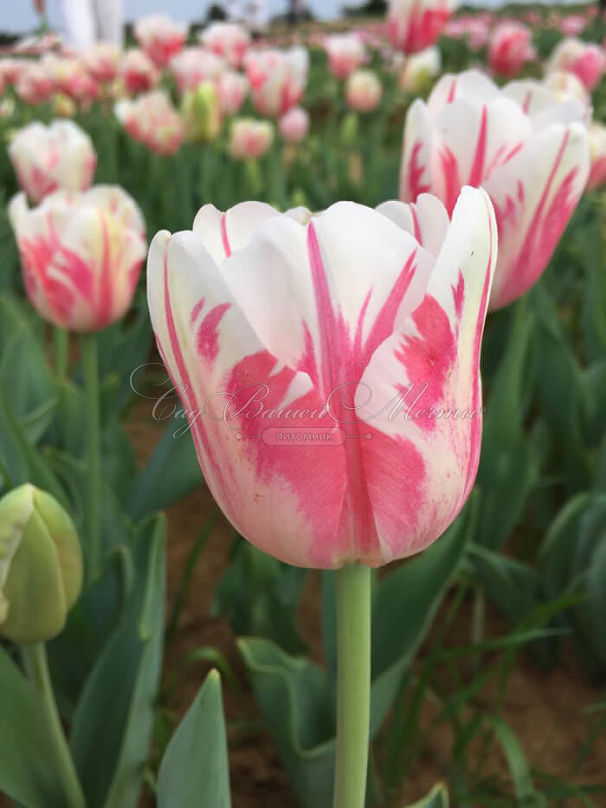 Тюльпан Сорбет (Tulipa Sorbet) — фото 6