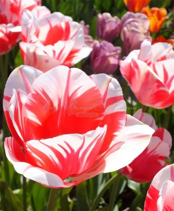 Тюльпан Сорбет (Tulipa Sorbet) — фото 8