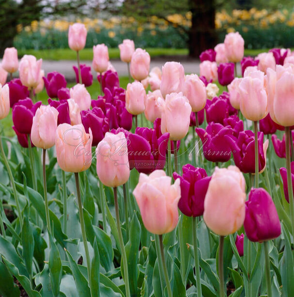 Тюльпан Сорбет Микс (Tulipa Sorbet Mix) — фото 2