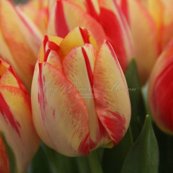 Тюльпан Спринг Брейк (Tulipa Spryng Break) — фото 2