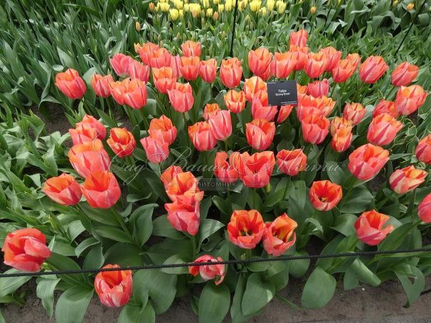 Тюльпан Спринг Брейк (Tulipa Spryng Break) — фото 3