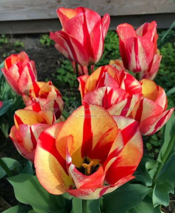 Тюльпан Спринг Брейк (Tulipa Spryng Break) — фото 5