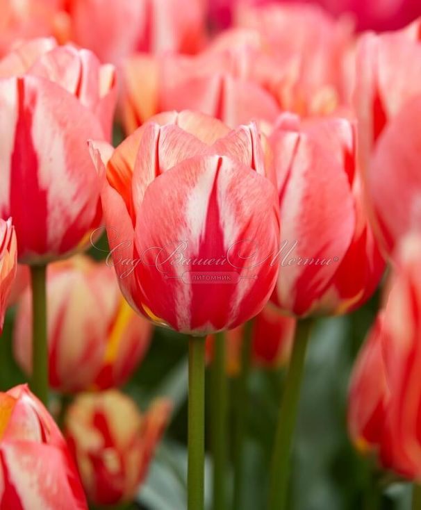 Тюльпан Спринг Брейк (Tulipa Spryng Break) — фото 6