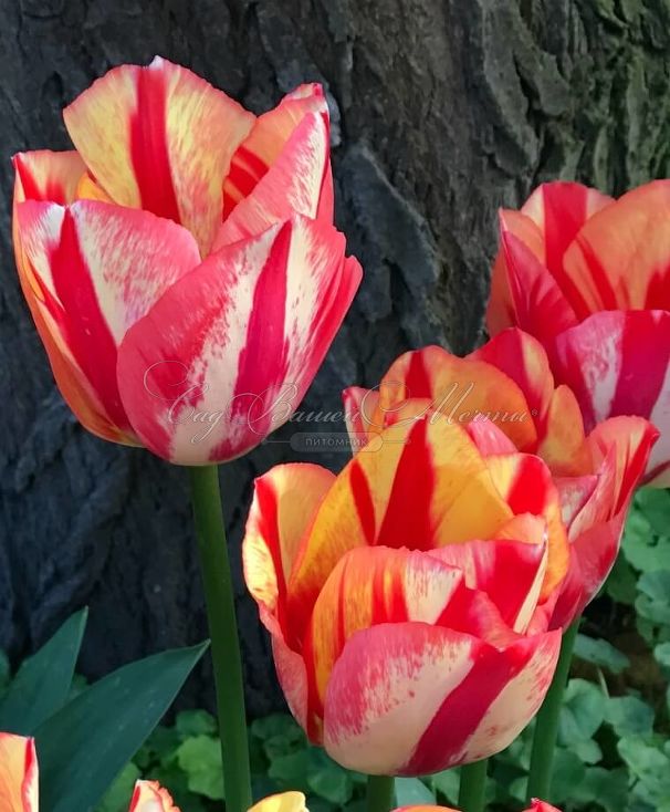 Тюльпан Спринг Брейк (Tulipa Spryng Break) — фото 7