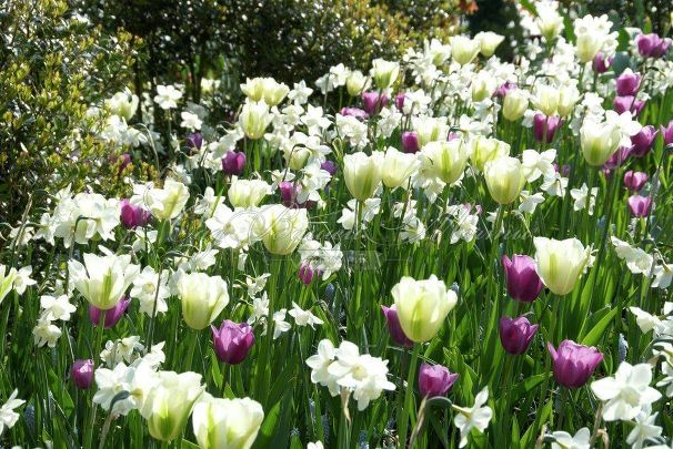 Тюльпан Спринг Грин (Tulipa Spring Green) — фото 2