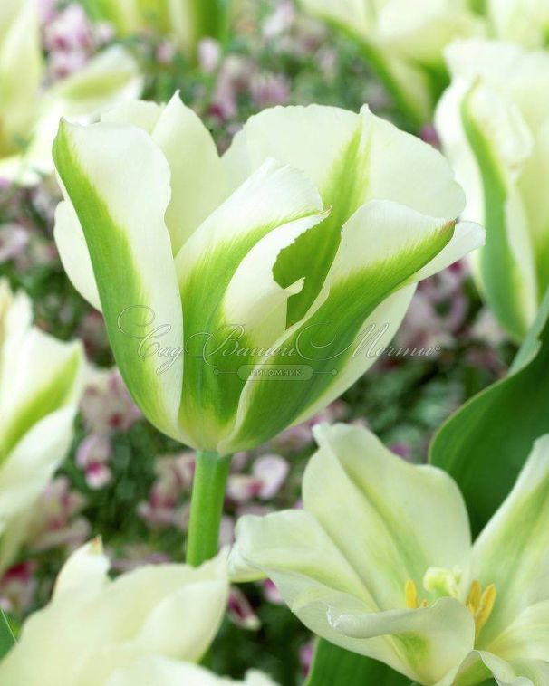 Тюльпан Спринг Грин (Tulipa Spring Green) — фото 3
