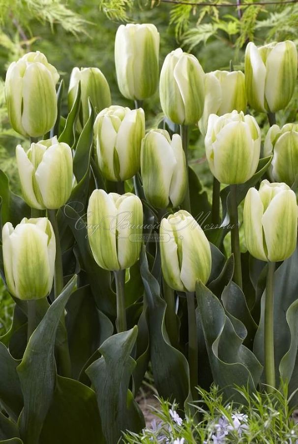 Тюльпан Спринг Грин (Tulipa Spring Green) — фото 5