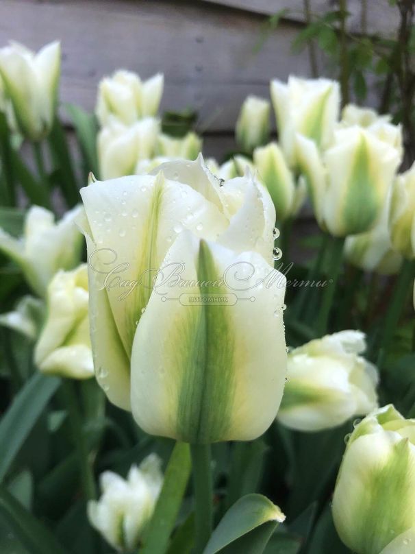 Тюльпан Спринг Грин (Tulipa Spring Green) — фото 7