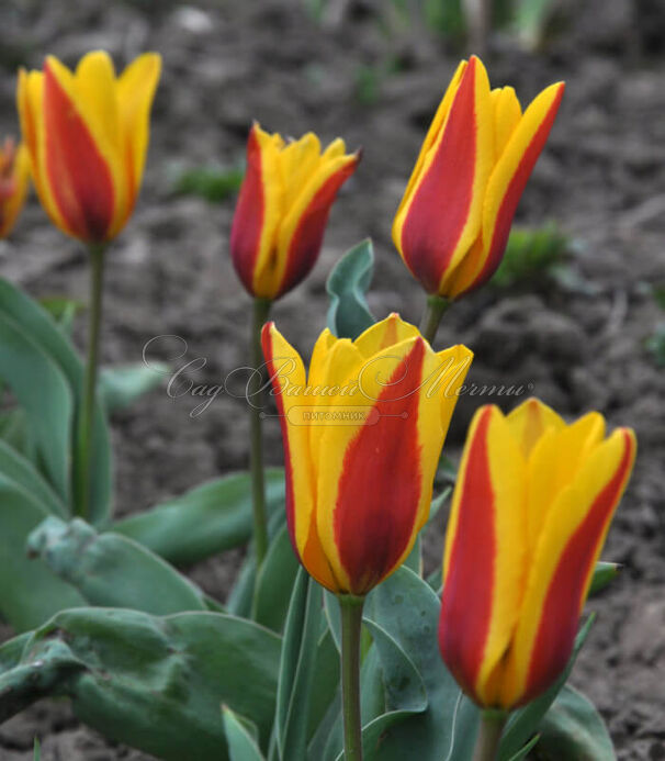 Тюльпан Стреза (Tulipa Stresa) — фото 2