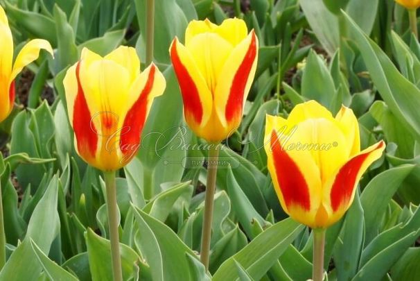 Тюльпан Стреза (Tulipa Stresa) — фото 3