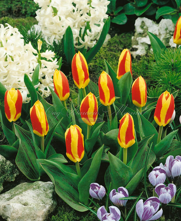 Тюльпан Стреза (Tulipa Stresa) — фото 5