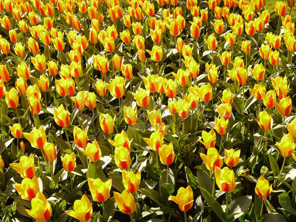 Тюльпан Стреза (Tulipa Stresa) — фото 6