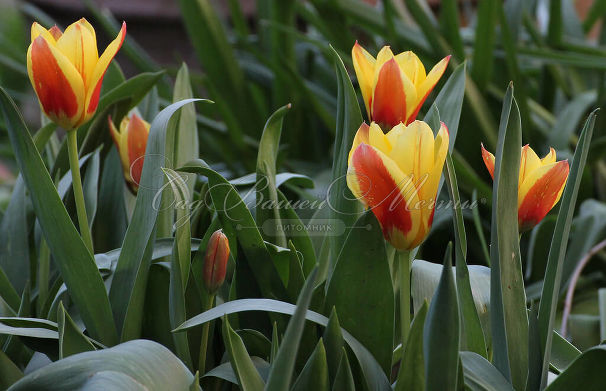 Тюльпан Стреза (Tulipa Stresa) — фото 7