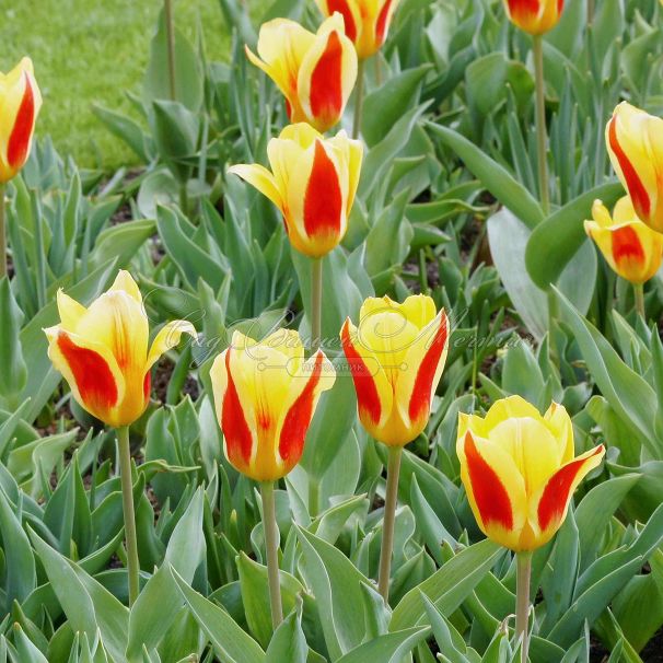 Тюльпан Стреза (Tulipa Stresa) — фото 8