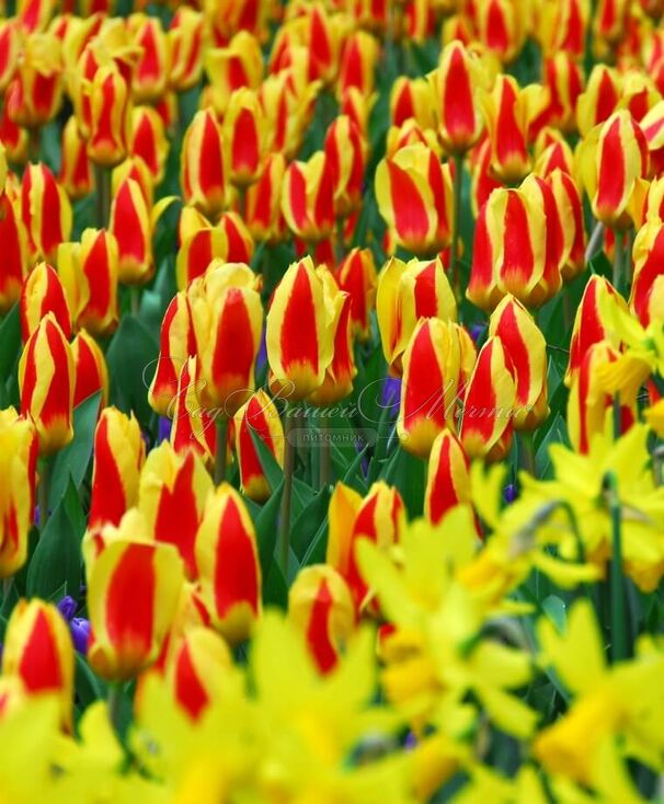 Тюльпан Стреза (Tulipa Stresa) — фото 9