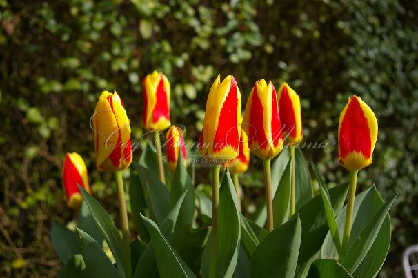 Тюльпан Стреза (Tulipa Stresa) — фото 10