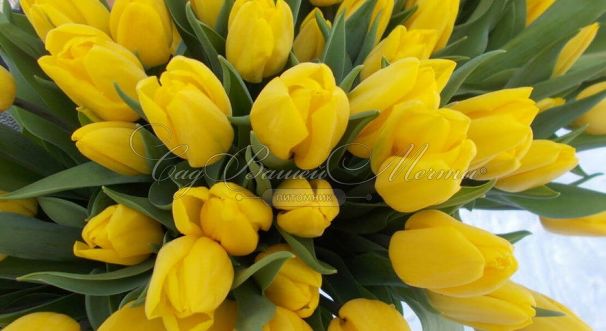Тюльпан Стронг Голд (Tulipa Strong Gold) — фото 2