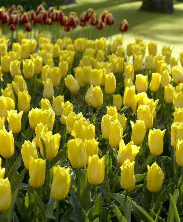 Тюльпан Стронг Голд (Tulipa Strong Gold) — фото 5