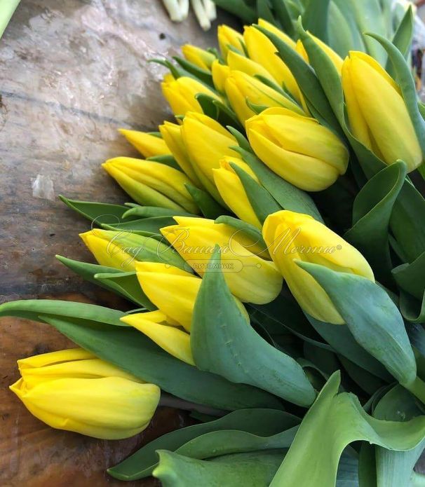 Тюльпан Стронг Голд (Tulipa Strong Gold) — фото 6