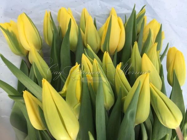 Тюльпан Стронг Голд (Tulipa Strong Gold) — фото 7