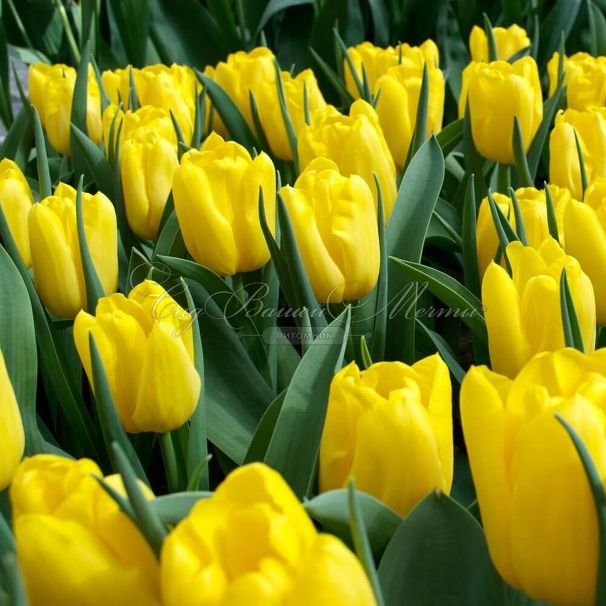 Тюльпан Стронг Голд (Tulipa Strong Gold) — фото 9