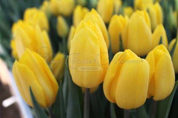 Тюльпан Стронг Голд (Tulipa Strong Gold) — фото 10