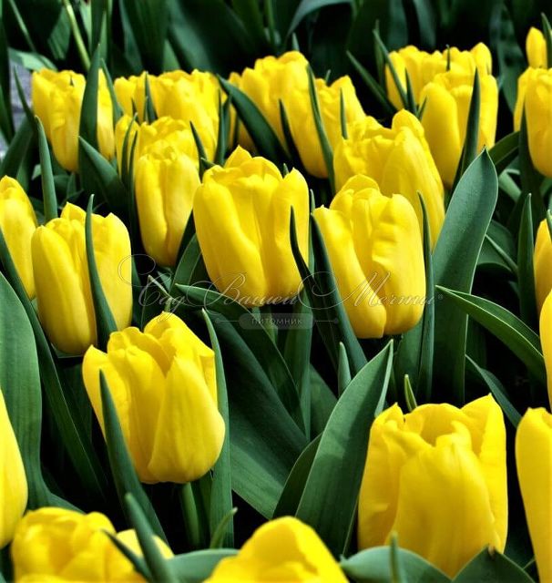 Тюльпан Стронг Голд (Tulipa Strong Gold) — фото 12
