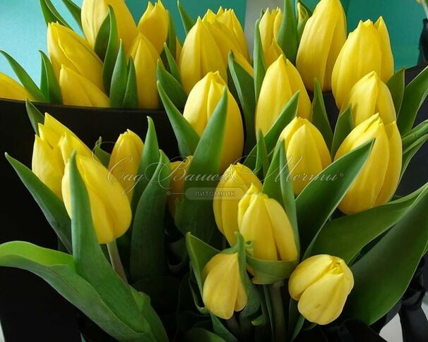 Тюльпан Стронг Голд (Tulipa Strong Gold) — фото 13