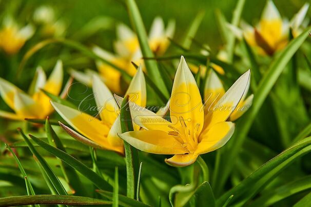 Тюльпан тарда (Tulipa tarda) — фото 4