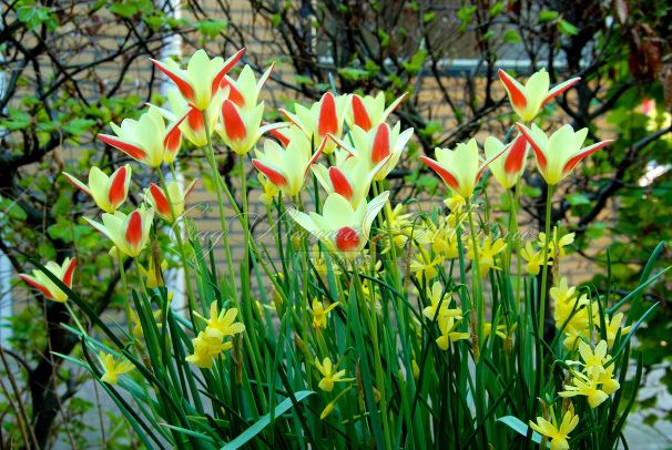 Тюльпан Тинка (Tulipa Tinka) — фото 2