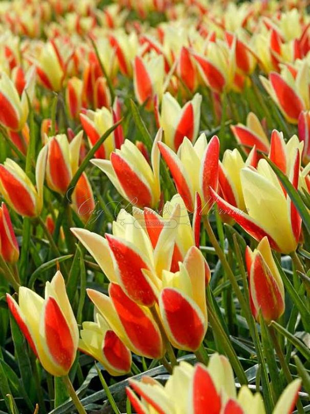 Тюльпан Тинка (Tulipa Tinka) — фото 3