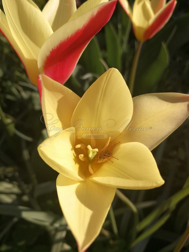 Тюльпан Тинка (Tulipa Tinka) — фото 5
