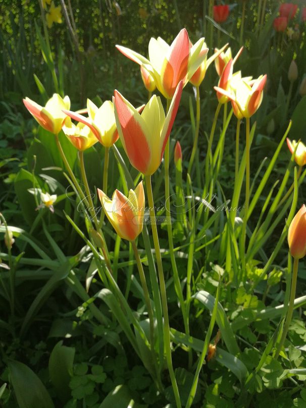 Тюльпан Тинка (Tulipa Tinka) — фото 6