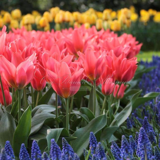 Тюльпан Торонто (Tulipa Toronto) — фото 2