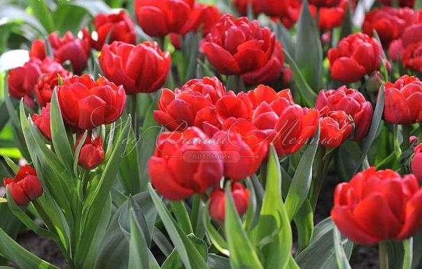 Тюльпан Торонто (Tulipa Toronto) — фото 3