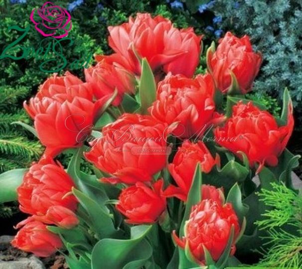 Тюльпан Торонто (Tulipa Toronto) — фото 4
